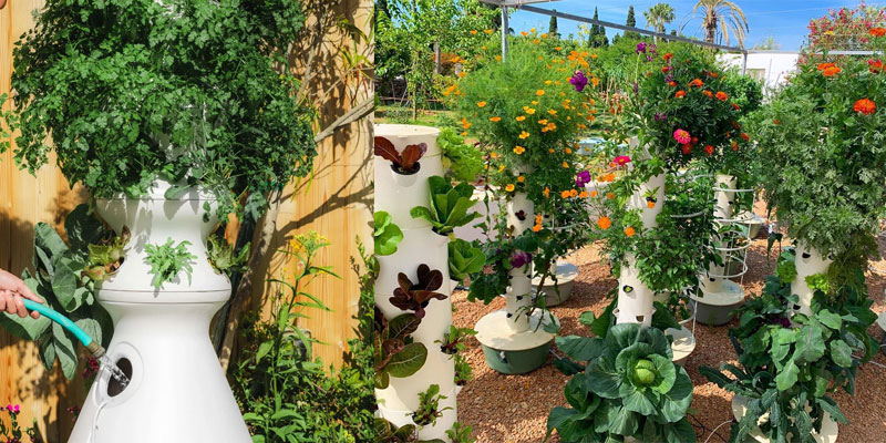 Lettuce-Grow-Vs-Tower-Garden