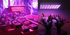 Best-LED-Grow-Lights-For-Hydroponics-And-Indoor-Plants