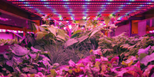 Mars-Hydro-Vs-Spider-Farmer-Vs-Viparspectra-LED-Grow-Lights