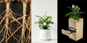 Best Plant-Based Air Purifiers